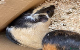 Guinea Pig rodents for sale: 2 male guinea pigs 4 mths old-all set up included - Image 3