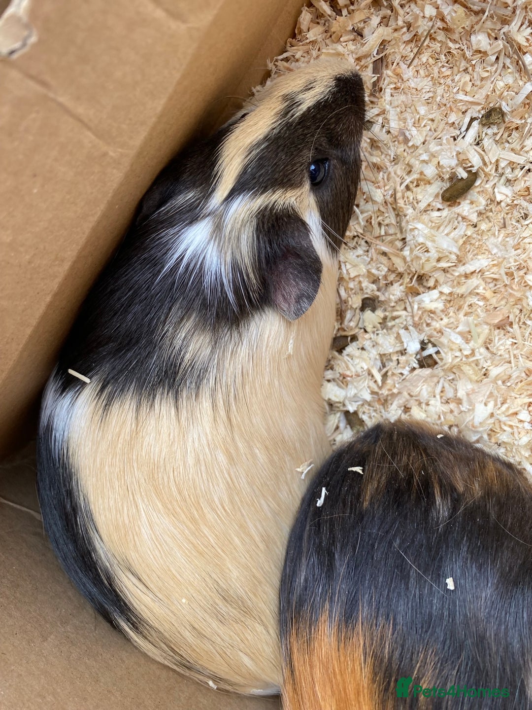 Guinea Pig rodents for sale: 2 male guinea pigs 4 mths old-all set up included - Image 3