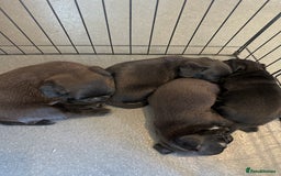 Pug dogs for sale: 🐾Four adorable pug puppies🐾 - Image 1