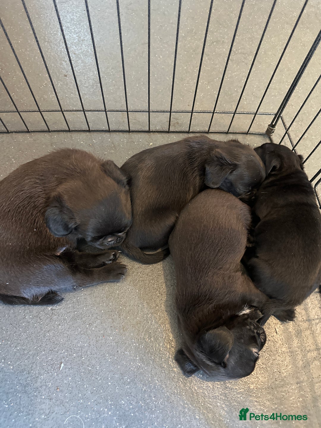 Pug dogs for sale: 🐾Four adorable pug puppies🐾 - Image 1