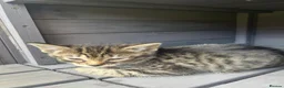 Mixed Breed cats for sale: Lovely kittens - Advert 15