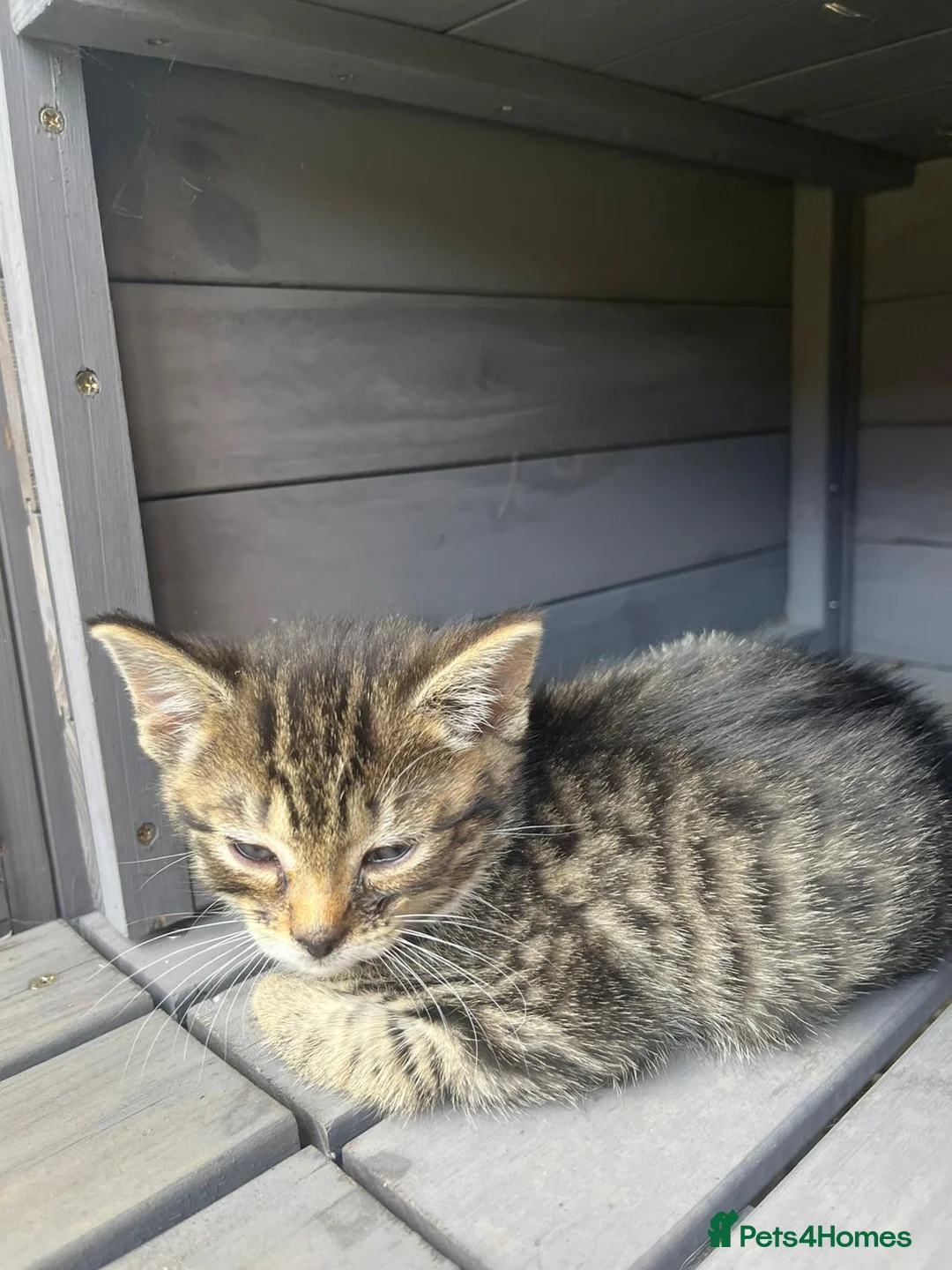 Mixed Breed cats for sale: Lovely kittens - Advert 15