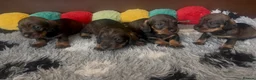 Dachshund dogs for sale: Wire- haired dacshund puppies  - Advert 13