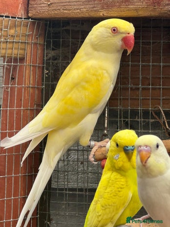 Ringnecks birds - Advert 4