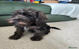 Miniature Schnauzer dogs for sale: Lovely KC Mini Schnauzer 4 months Fully Vaccinated - Image 19