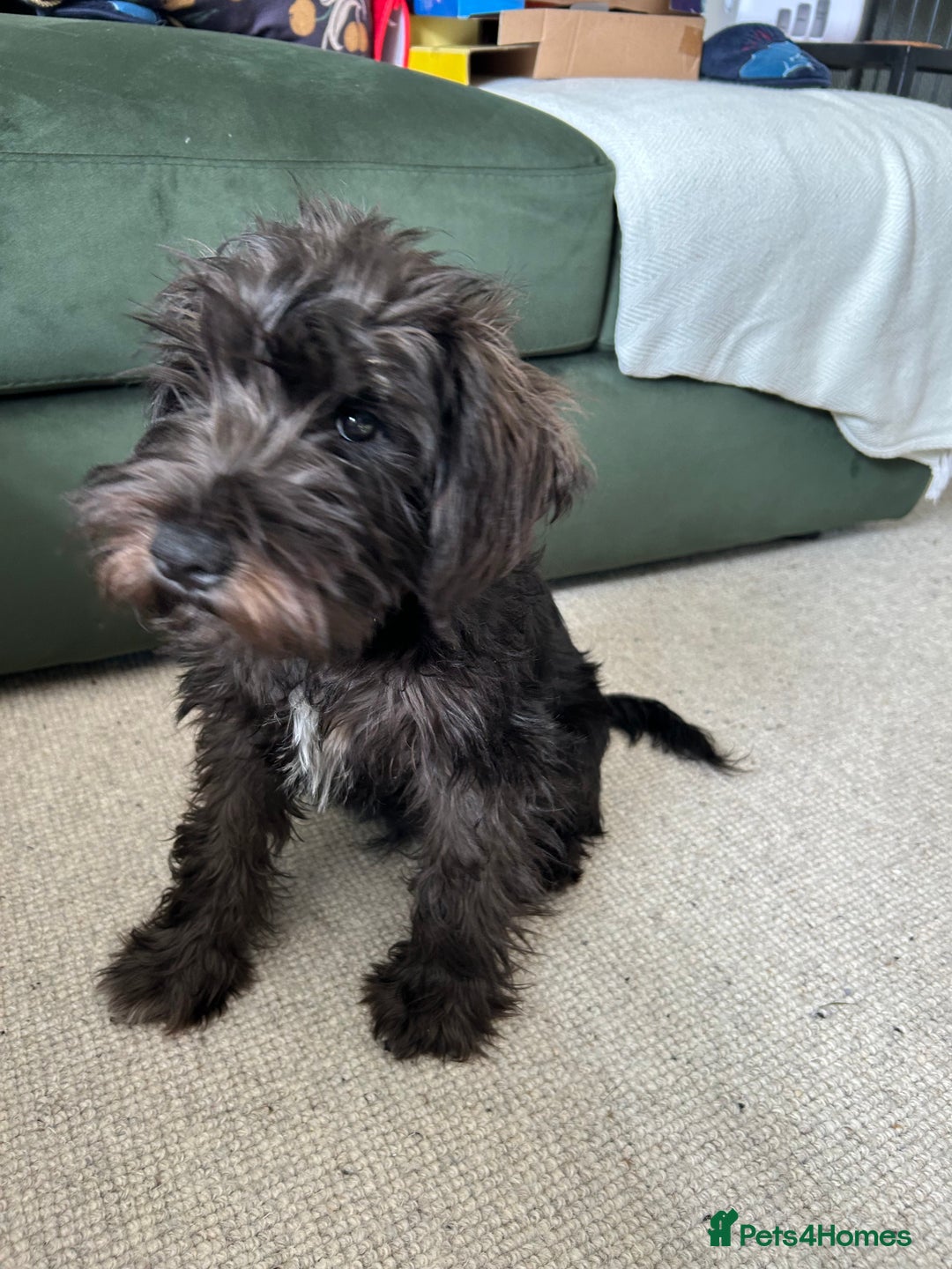 Miniature Schnauzer dogs for sale: Lovely KC Mini Schnauzer 4 months Fully Vaccinated - Image 19