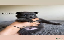 Pomeranian dogs for sale: Fox Face Pomeranians - Ready 1st August - Image 5