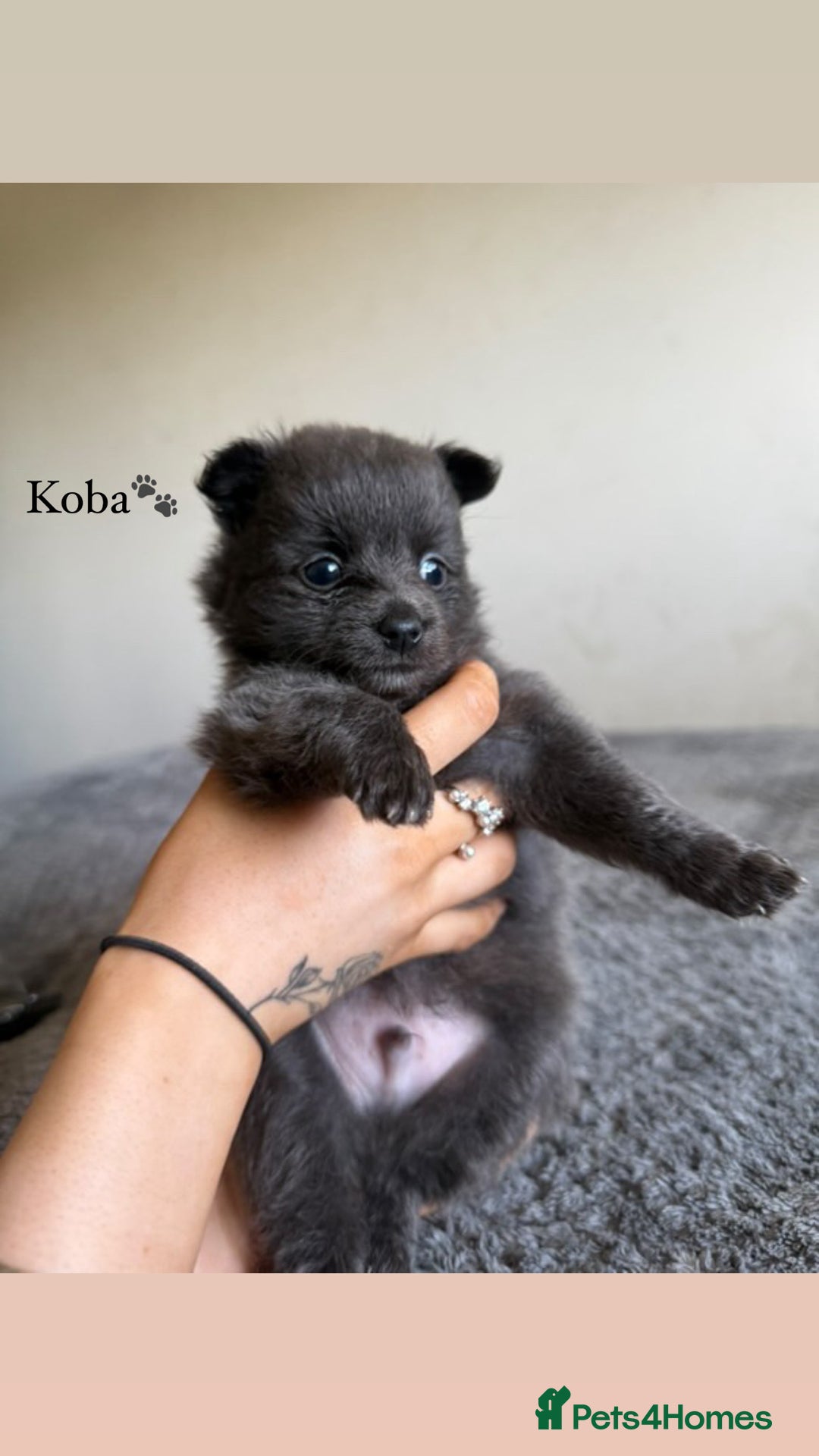 Pomeranian dogs for sale: Fox Face Pomeranians - Ready 1st August - Image 5