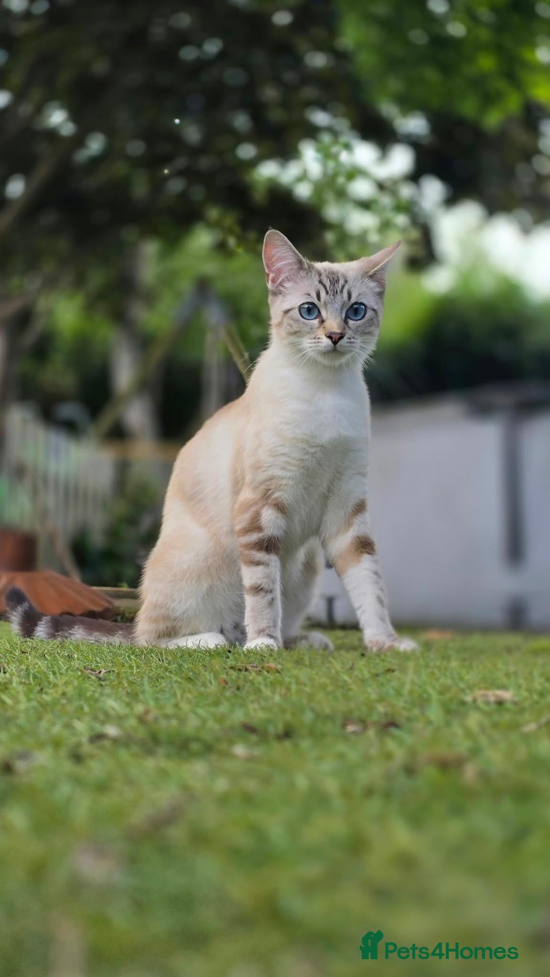 Mixed Breed cats Mixed breed unwanted pregnancy  - Advert 1