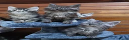 Maine Coon cats for sale: GCCF Pedigree Maine Coon Kittens  - Advert 21
