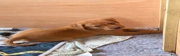 Labrador Retriever dogs for sale: American Fox Red labrador - Advert 5