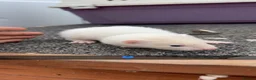 Ferret rodents for sale: Ferret kits - Advert 2
