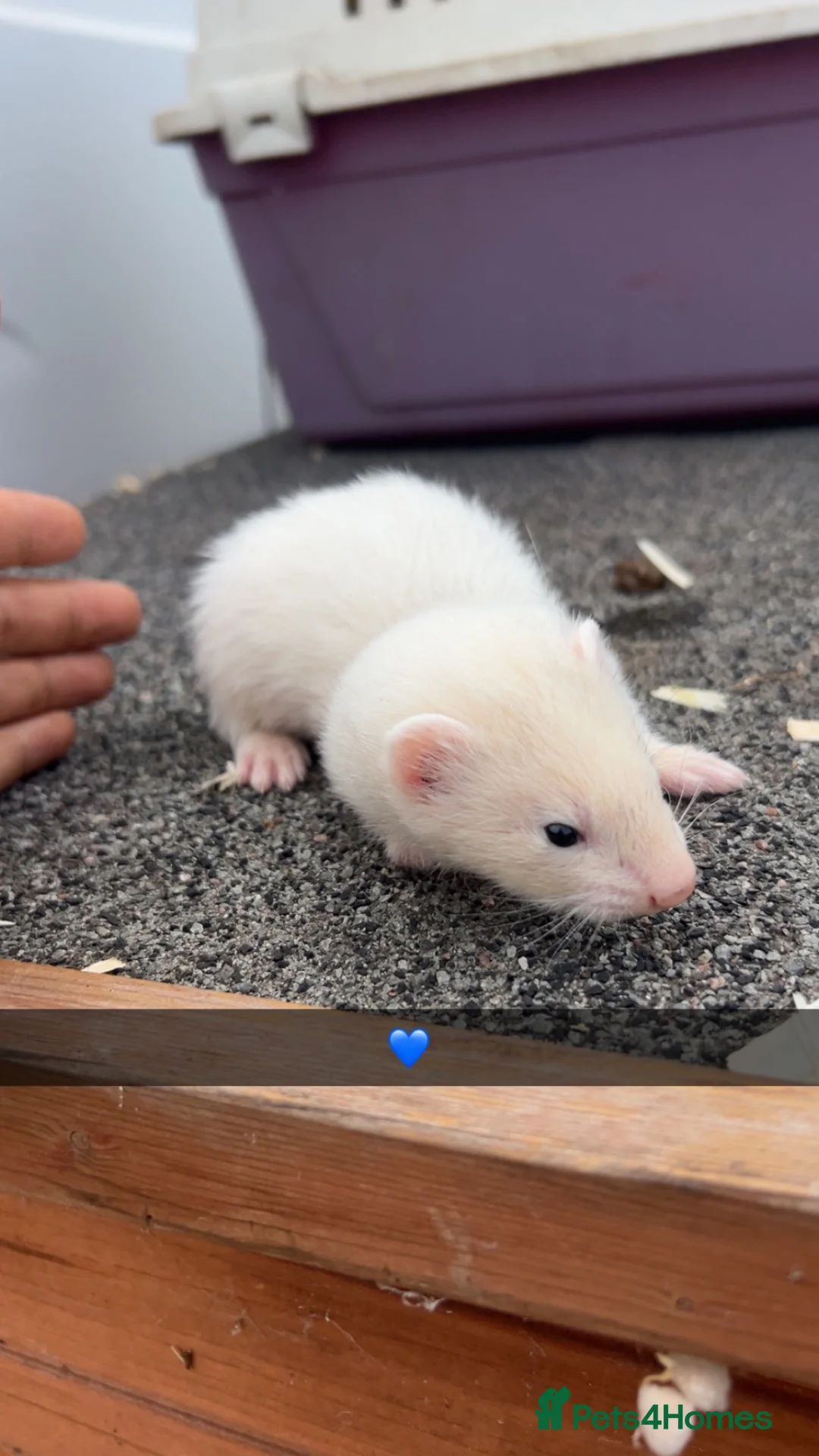 Ferret rodents for sale: Ferret kits - Advert 2