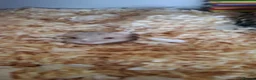 Hamster rodents for sale: Hamster  in Manchester - Advert 5