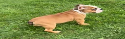 English Bulldog dogs for sale: English Bulldog Puppies  - Advert 17