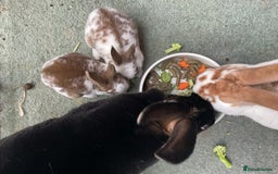 Rex rabbits for sale: Friendly velvety rex rabbits for sale - Image 19