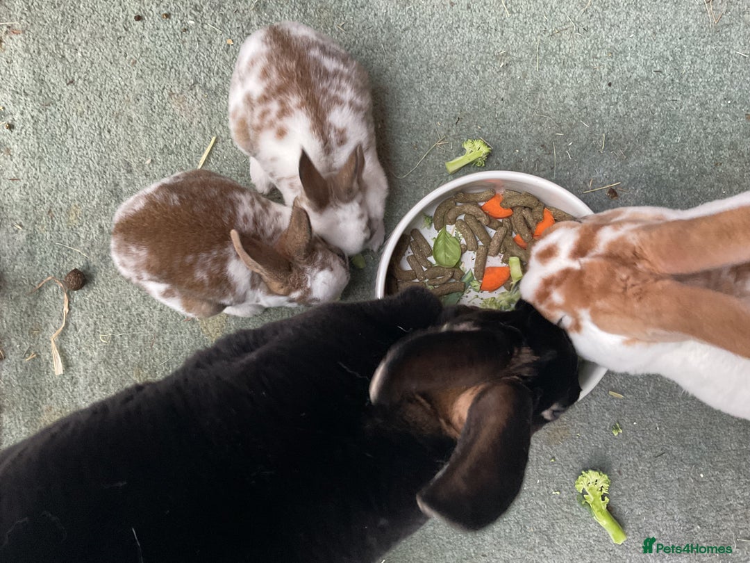 Rex rabbits for sale: Friendly velvety rex rabbits for sale - Image 19
