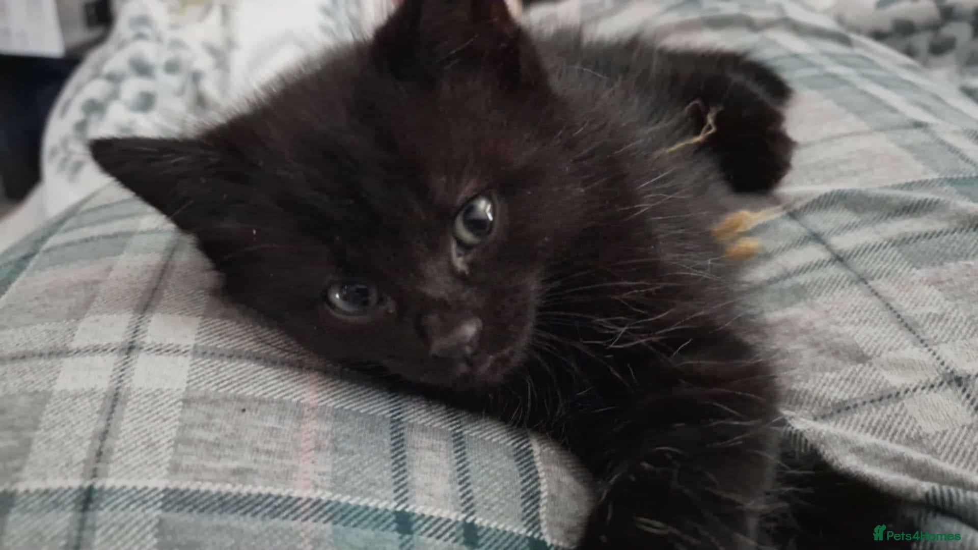Domestic Shorthair cats 3 stunning male kittens - Advert 14