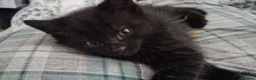 Domestic Shorthair cats for sale: 3 stunning male kittens - Advert 4