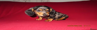 Miniature Dachshund 1