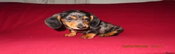 Miniature Dachshund dogs for sale: Miniature daschund puppies in Bedford - Advert 3