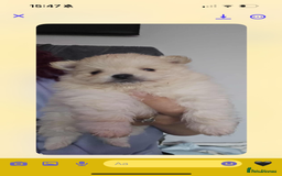 Pomeranian dogs for sale: Beautiful miniature Pomeranians  - Image 4