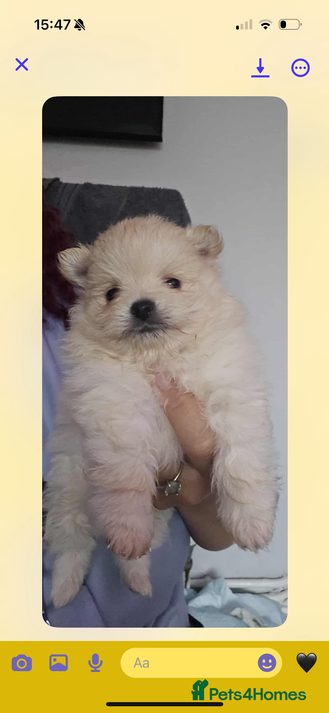 Pomeranian dogs for sale: Beautiful miniature Pomeranians  - Image 4