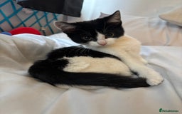 Domestic Shorthair cats for sale: 3 kittens for sale - Image 8