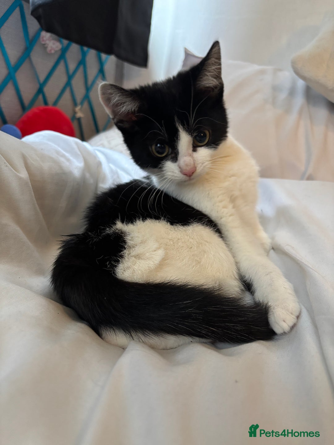 Domestic Shorthair cats for sale: 3 kittens for sale - Image 8