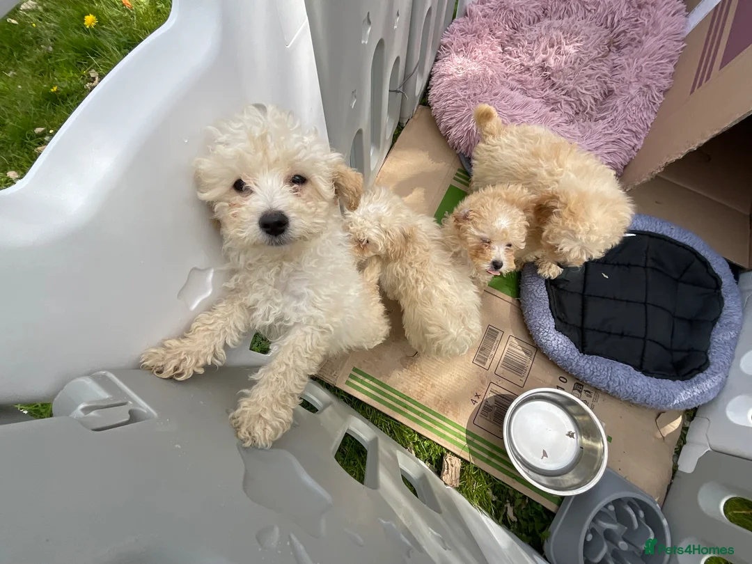 Toy Poodle dogs for sale: Female toy poodle pups in Enniskillen - Advert 1