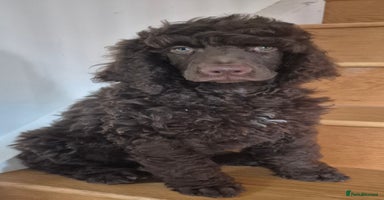 Standard Poodle dogs - Advert 16