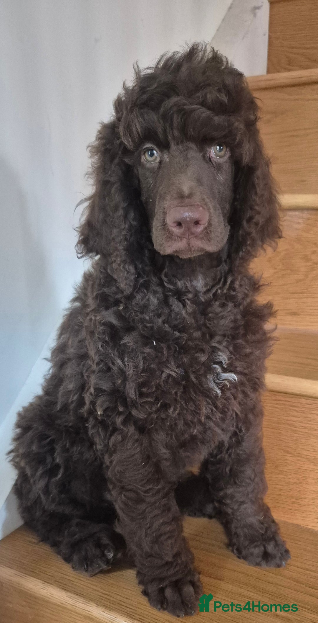 Standard Poodle dogs for sale: KC reg Brown Parti & phantom Standard Poodle pups - Image 2