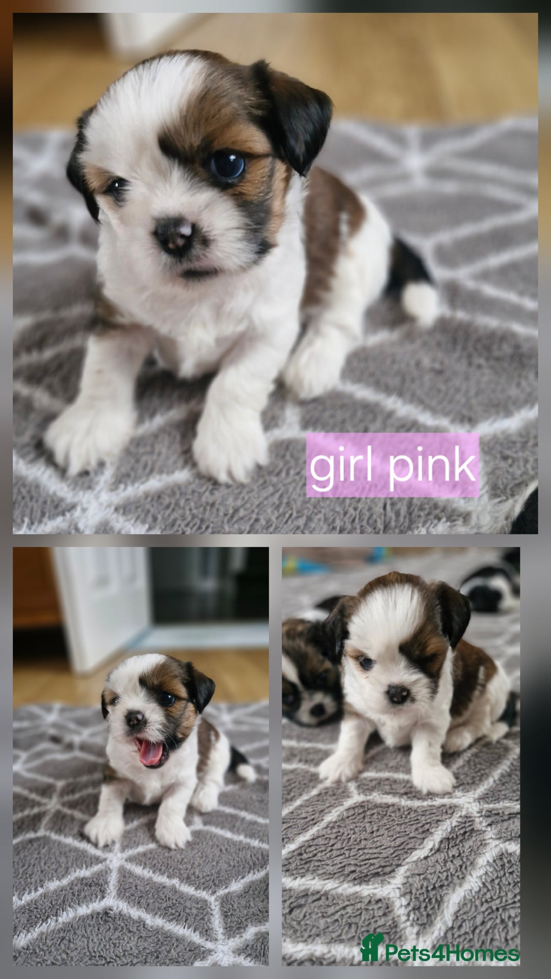 Mixed Breed dogs for sale:  Gorgeous Shih tzu poppies .🐶🐾 - Image 10
