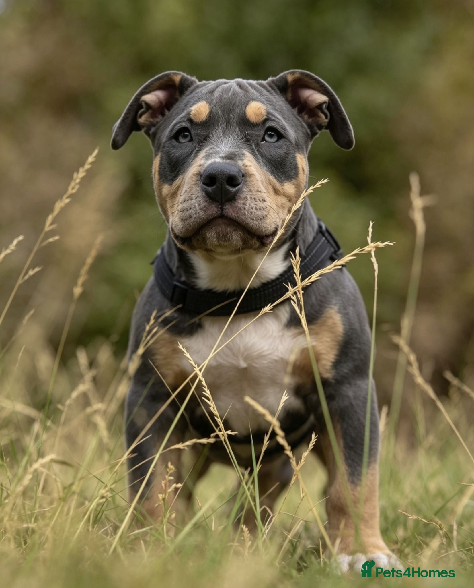 American Bully dogs 🏆🩸ABKC American pocket bully 🔥 - Advert 13