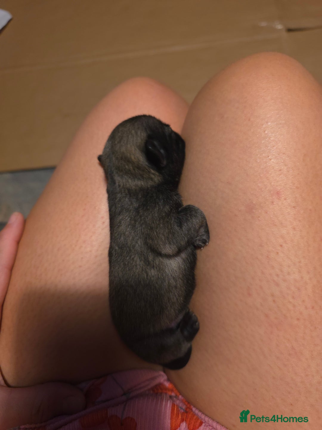 Pug dogs for sale: KC Pug puppies 4 girls 3 boys - Image 24