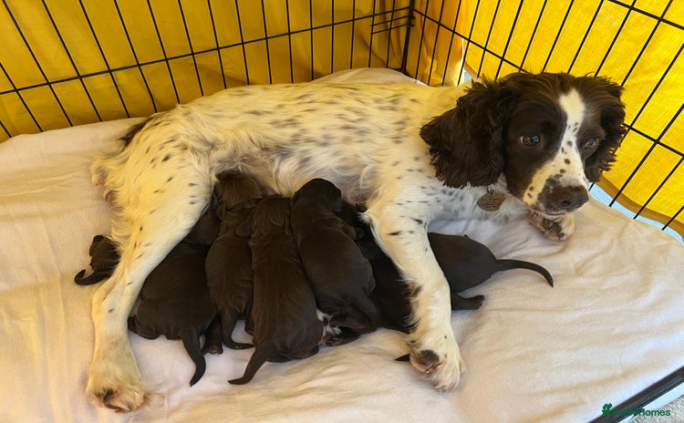 Sprocker dogs - Advert 4