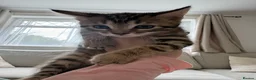 Bengal cats for sale: Bengal x  - Advert 7