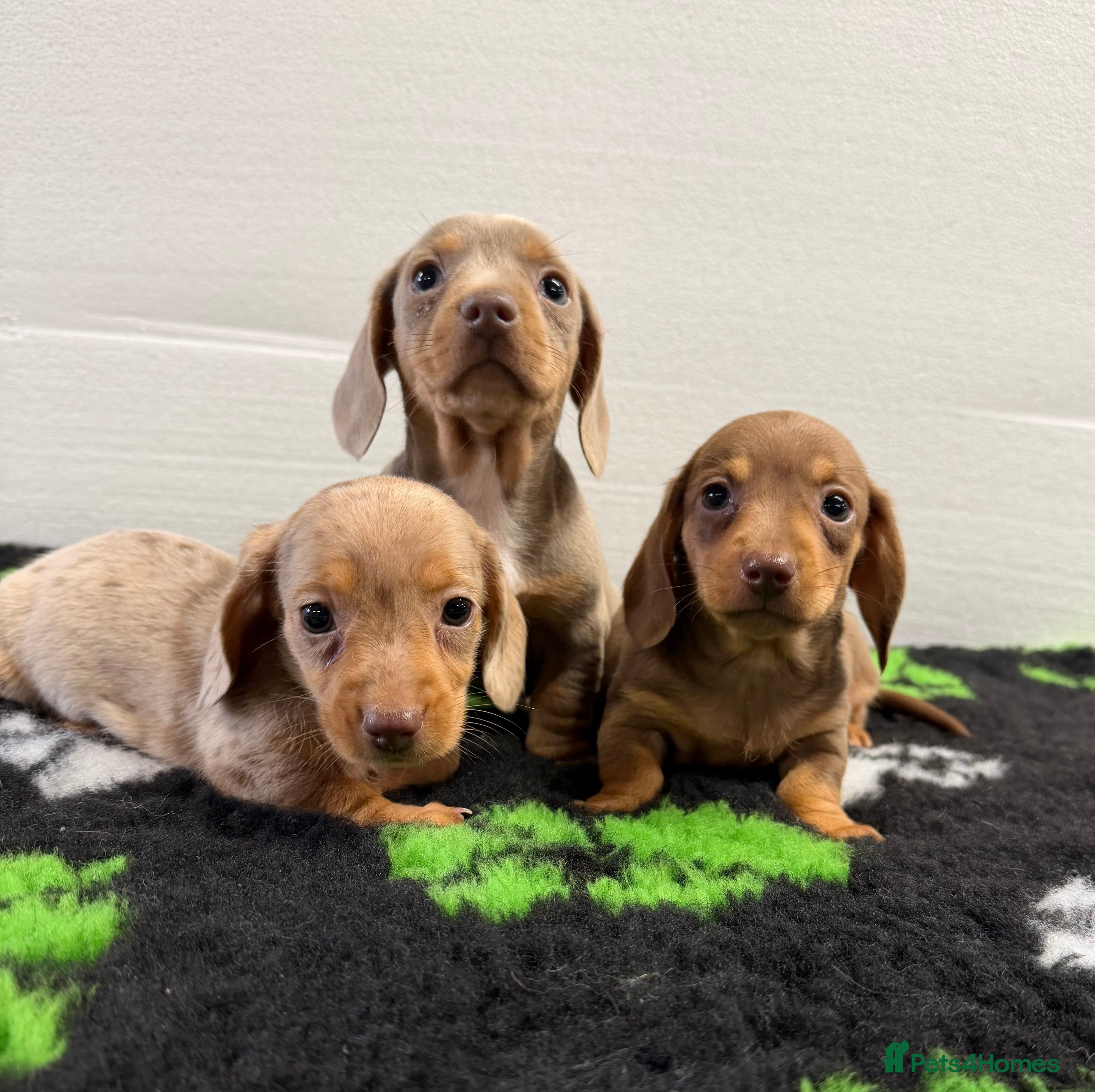 Miniature Dachshund dogs Dachshund pups for sale  in Omagh - Advert 2