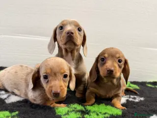Miniature Dachshund dogs Dachshund pups for sale in Omagh - Advert 2