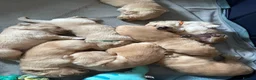 Golden Retriever dogs for sale: Beautiful golden retriever pups 🐾 in London - Advert 4