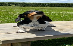 Miniature Dachshund dogs for stud: PRA CLEAR RUSSIAN IMPORT - Image 4