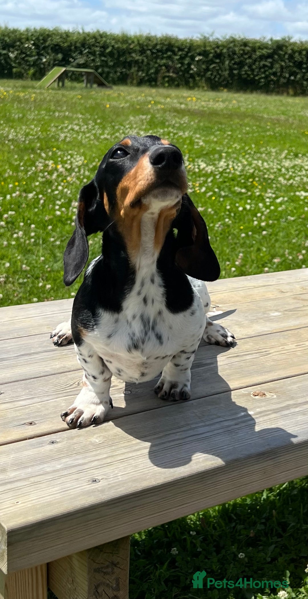 Miniature Dachshund dogs for stud: PRA CLEAR RUSSIAN IMPORT - Image 4