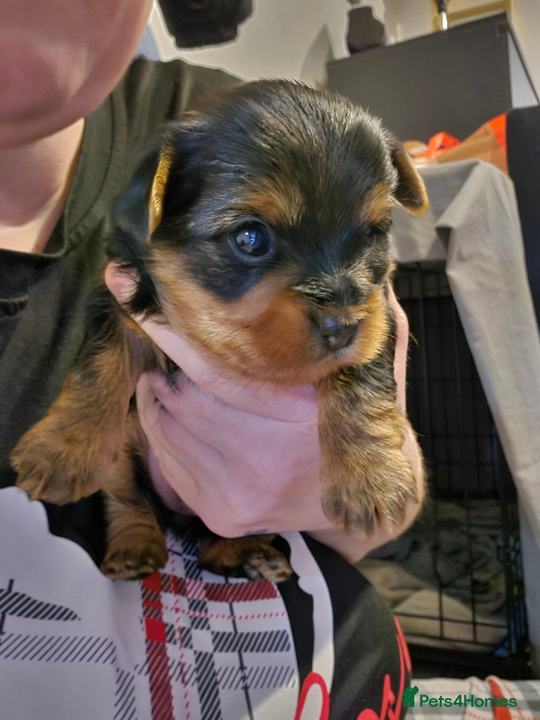 German Shepherd Cocker Spaniel Yorkie Mix For Sale Yorkie Mixed
