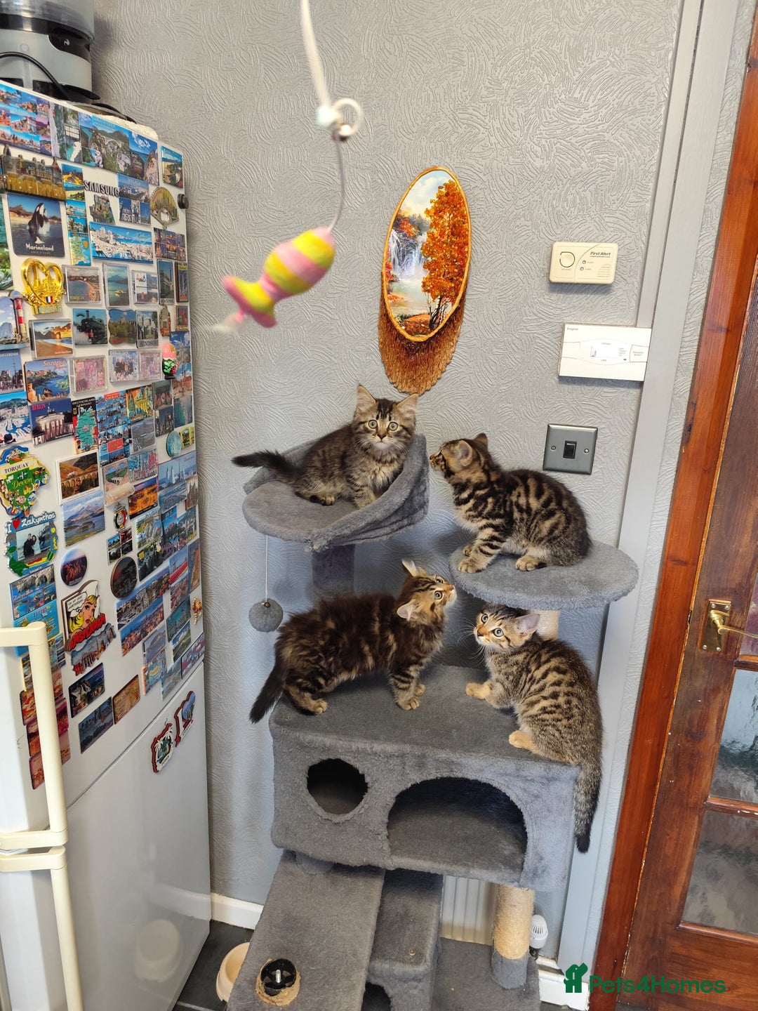 Mixed Breed cats for sale: Beautifully kittens ready for new home - Image 5