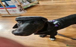 Mixed Breed dogs for sale: 5* home - Advert 1