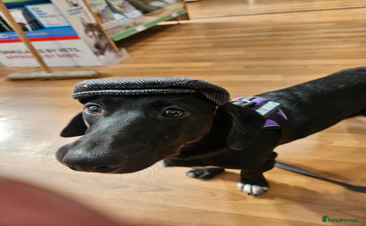 Mixed Breed dogs 5* home - Advert 9