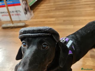 Mixed Breed dogs 5* home - Advert 15