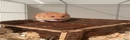 Hamster rodents for sale: Golden Syrian Hamster- Price includes everything! - Advert 4