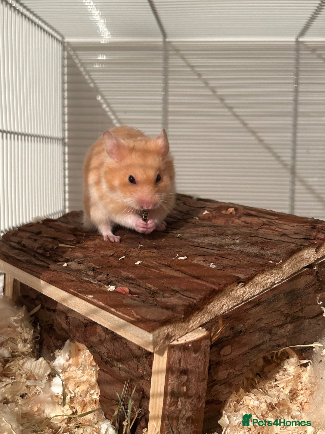 Hamster rodents for sale: Golden Syrian Hamster- Price includes everything! - Advert 4
