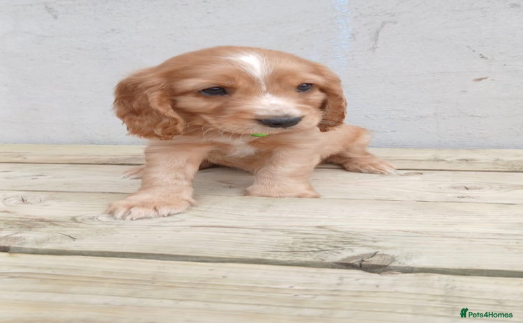 Cocker Spaniel dogs - Advert 16